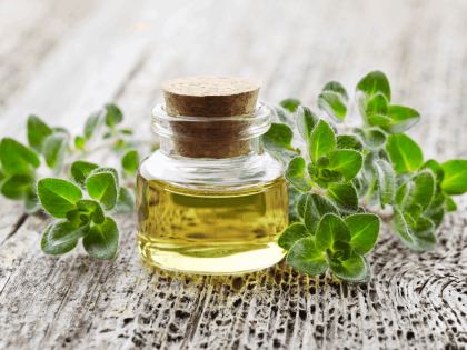 Oregano plant with essential oil